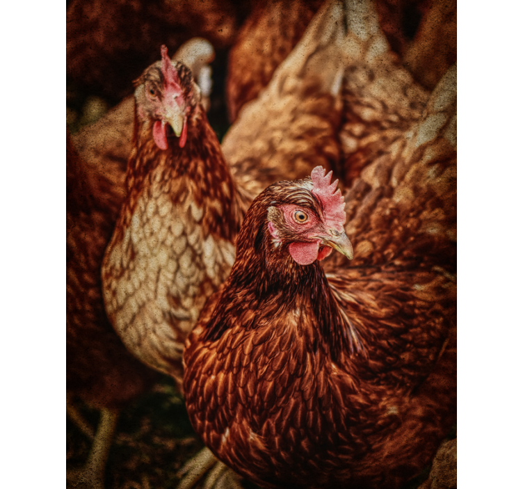 Serious brown chicken Various animal blind - TenStickers