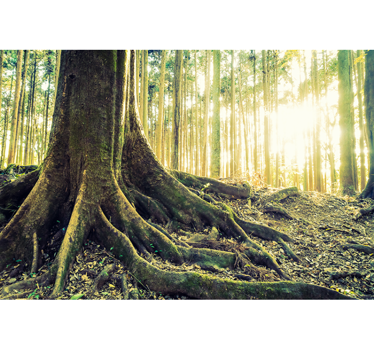 Golden forest with sun's rays  Living room blind - TenStickers