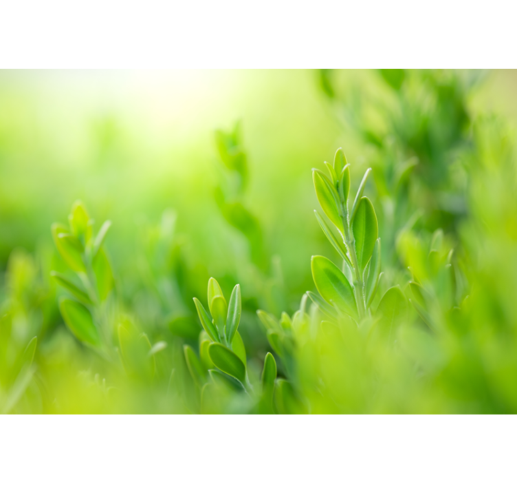 Light green spring leaves Living room blind - TenStickers