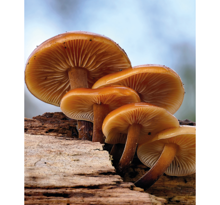 Orange peel wild mushroom Blind painting - TenStickers