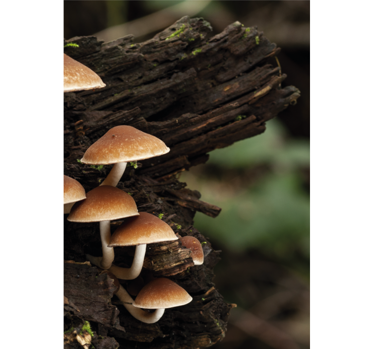 Mushrooms on a tree trunk Blind painting - TenStickers