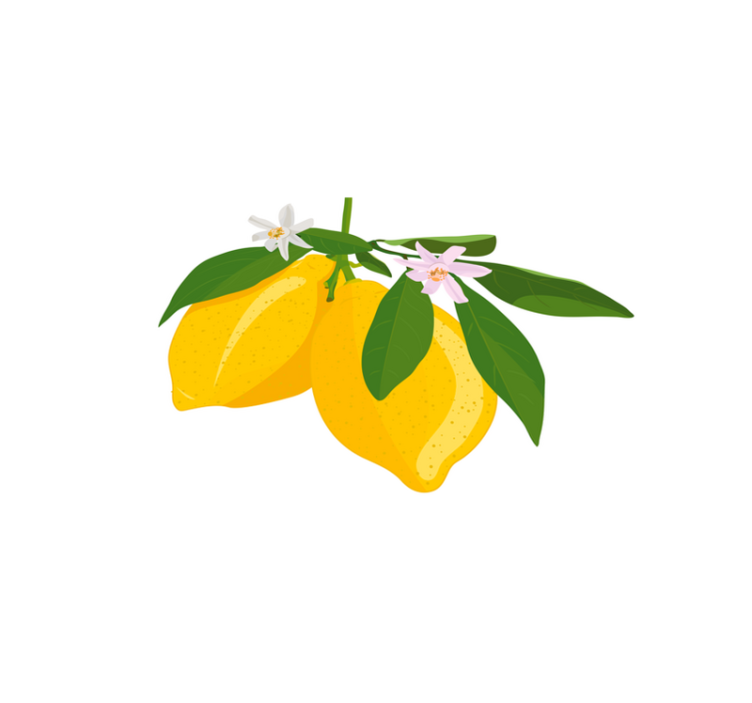 Original placemats lemon branch illustration - TenStickers