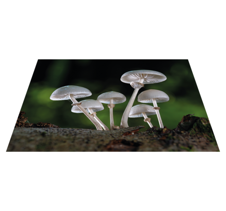 Wild oyster mushrooms modern placemats - TenStickers