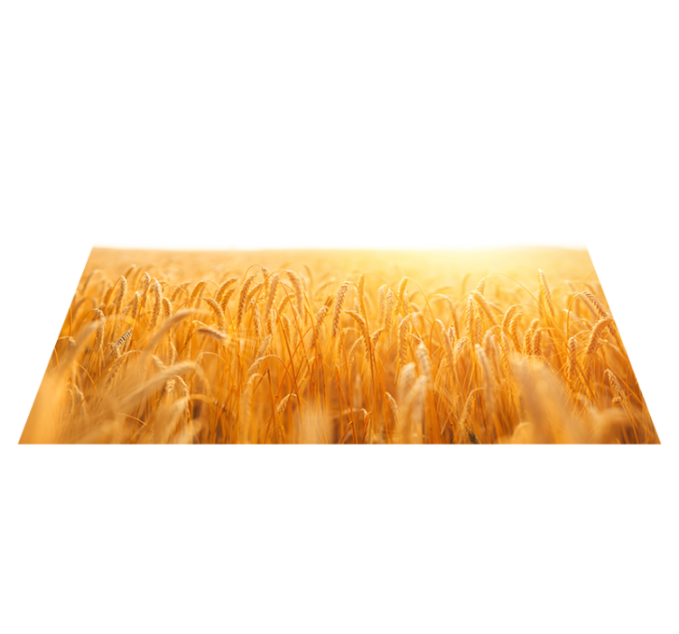 Wheat field aesthetic colours placemats - TenStickers