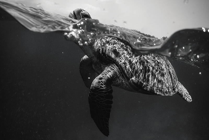 Placemat turtle underwater scene - TenStickers