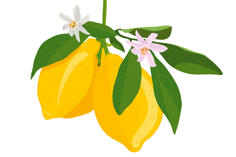 Original placemats lemon branch illustration - TenStickers