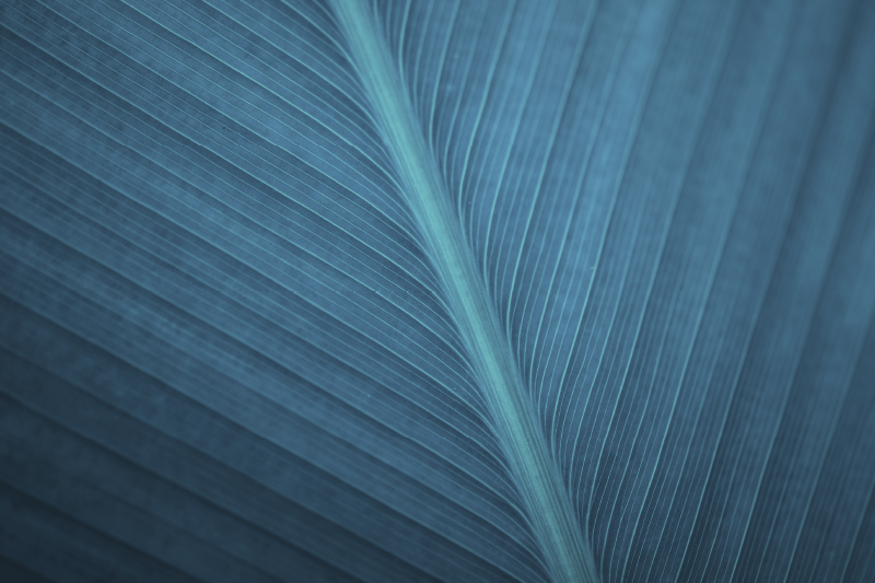 Big blue grey leaf modern placemats - TenStickers