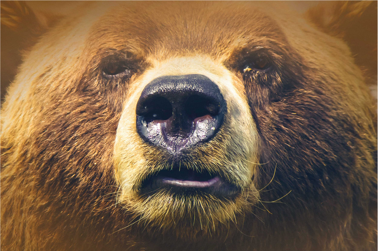 Original placemats bear face close-up - TenStickers