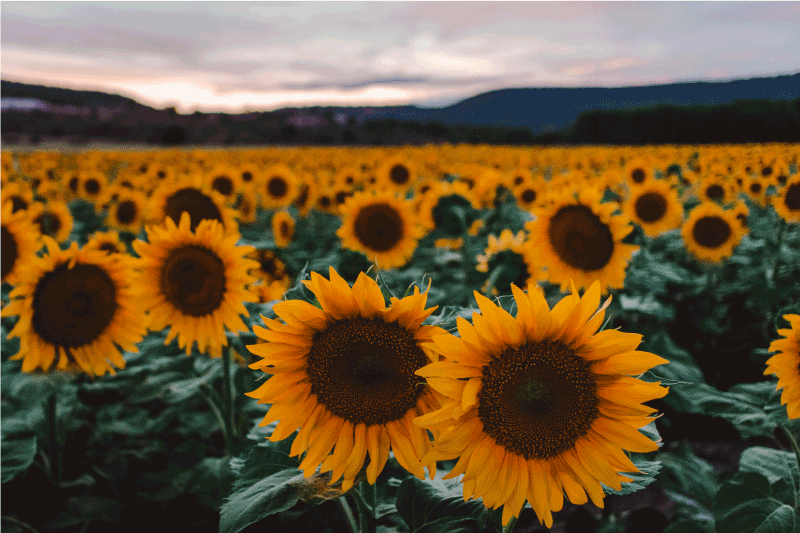 Sunflower field elegant placemats - TenStickers