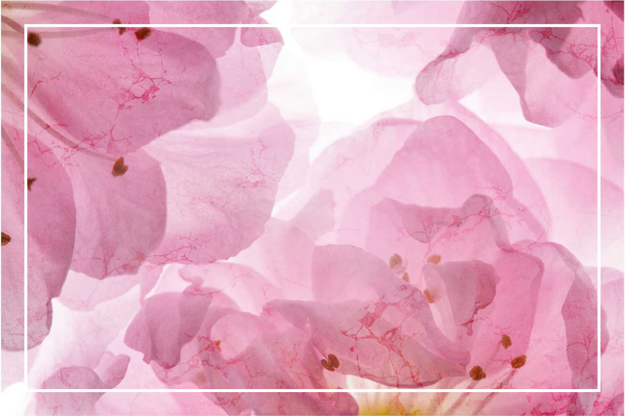 Elegant placemats soft floral design - TenStickers