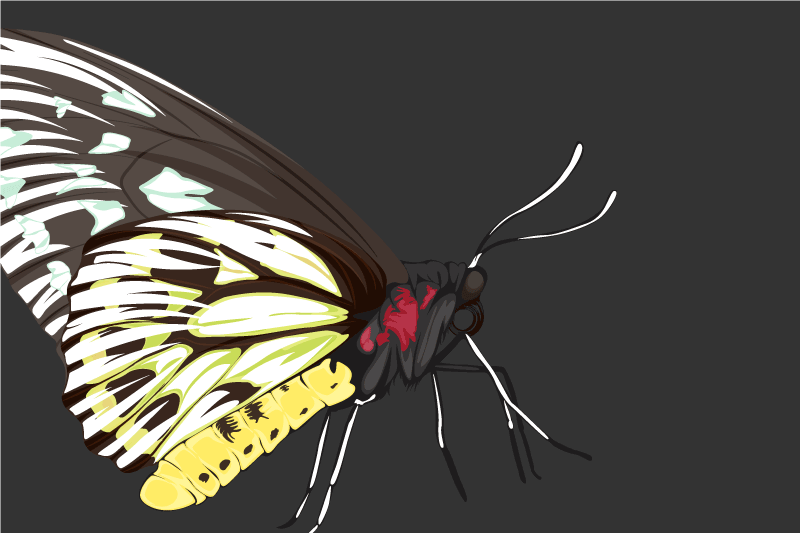 Realistic detailed butterfly Vinyl placemats - TenStickers