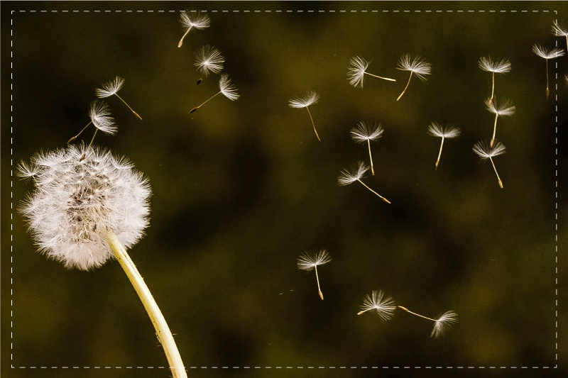 Original placemats dandelion fluff seeds - TenStickers