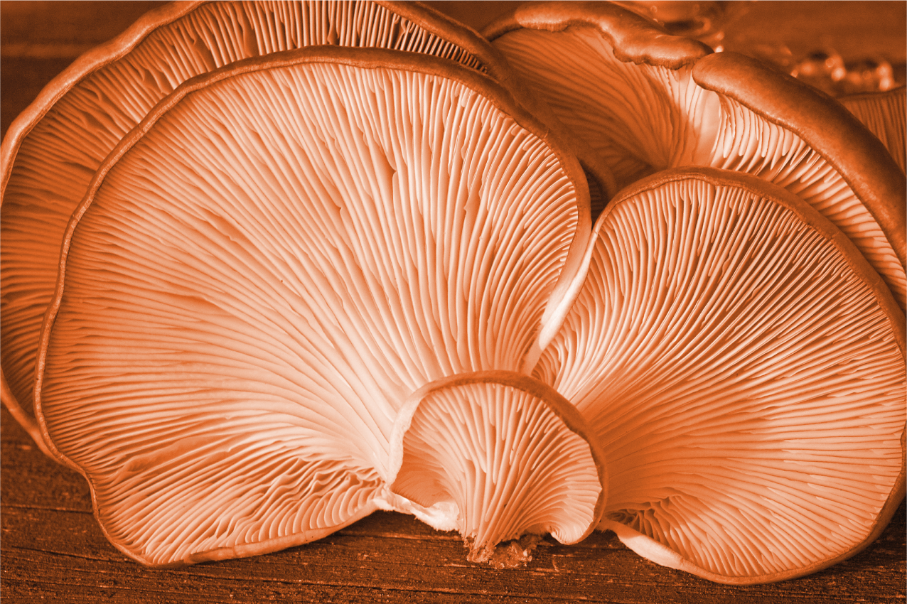 Mushroom kitchen elements placemats - TenStickers