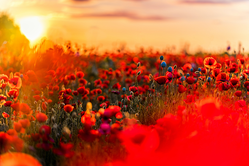Poppy field serenity placemats - TenStickers
