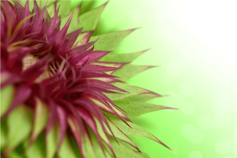 ThistleThistle is a prickly flowering plant that is a part of the - TenStickers