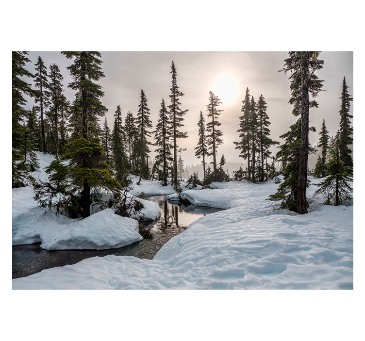 Winter sunshine Forest Wall Mural - TenStickers