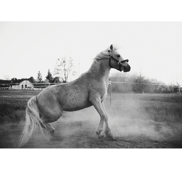 Galloping pony animal wall mural - TenStickers