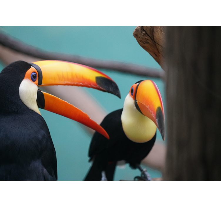 Toucan Bird Pair animal wall mural - TenStickers