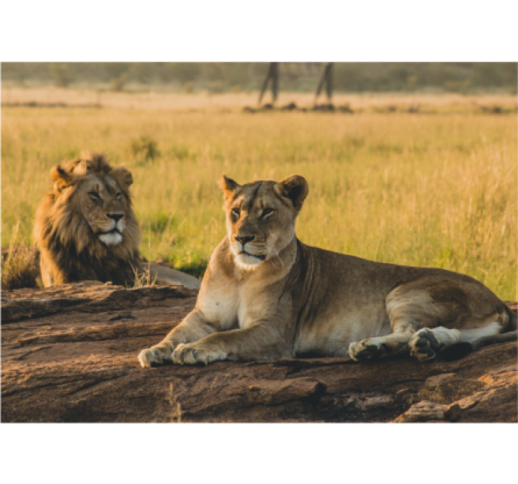 Leones in the savana lion wall mural - TenStickers