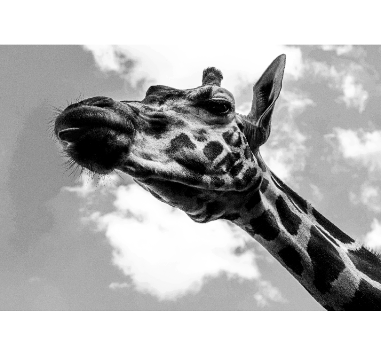 Giraffe Portrait animal wall mural - TenStickers