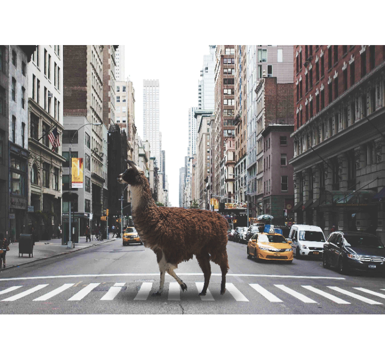 Animal wall mural llama on the street - TenStickers
