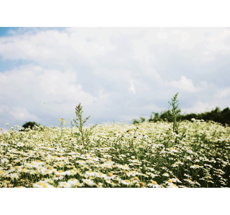 Daisy Field Scene flower mural - TenStickers