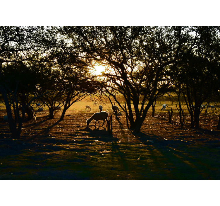 Nature wall mural golden sunset grazing - TenStickers