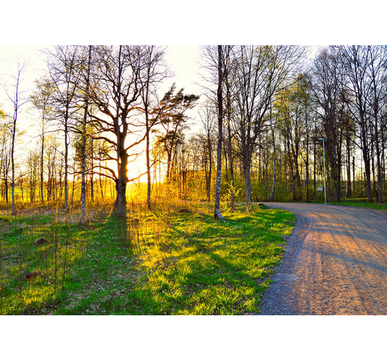 Nature wall mural sunny woodland trail - TenStickers