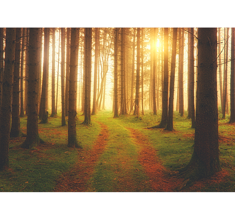 Forest wall mural woodland trail scene - TenStickers