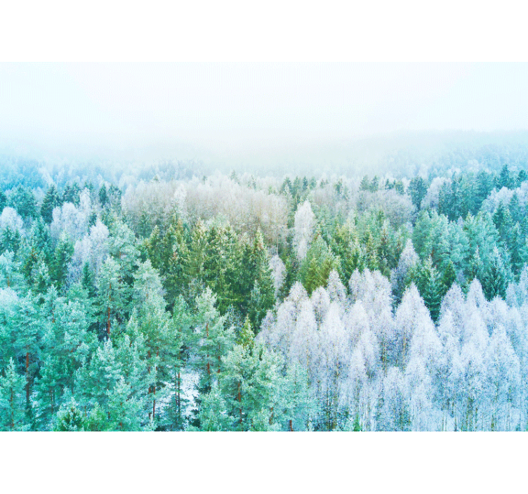 Forest Scenery View nature wall mural - TenStickers