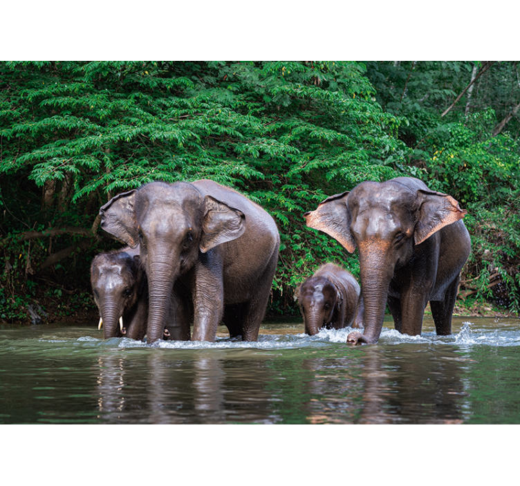 Elephants in Water animal wall mural - TenStickers