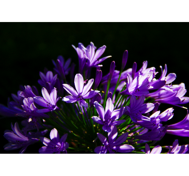 Purple flowers Kitchen Wall Mural - TenStickers