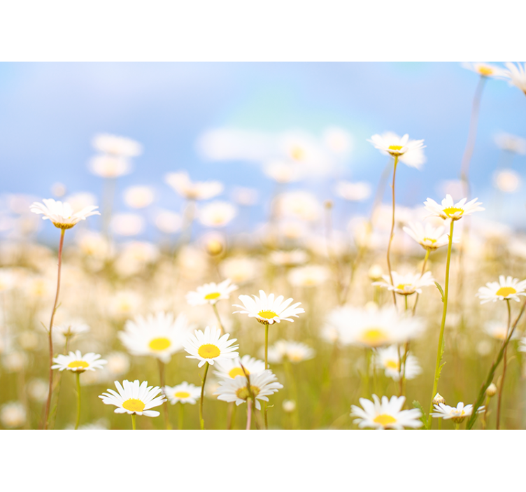 Camomile field wall mural - TenStickers