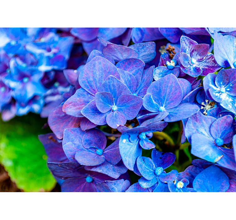 Vibrant Hydrangea Blooms flower mural - TenStickers