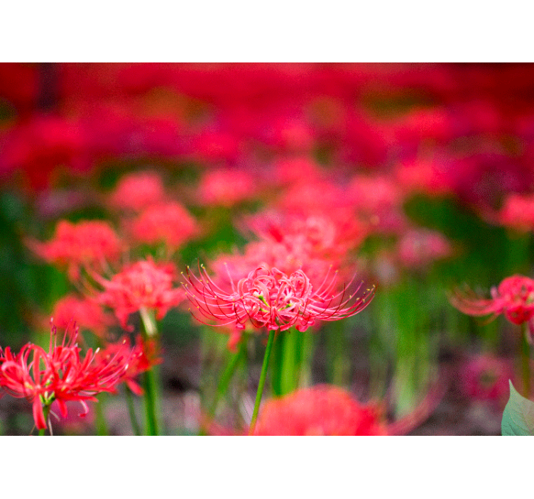 Poppy wall mural lively crimson flowers - TenStickers