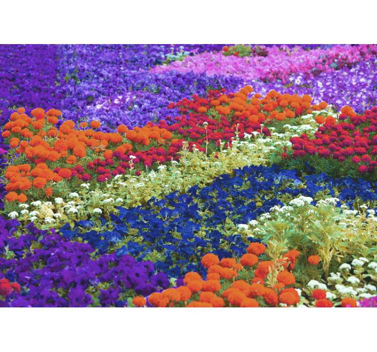 Colorful field wall mural - TenStickers