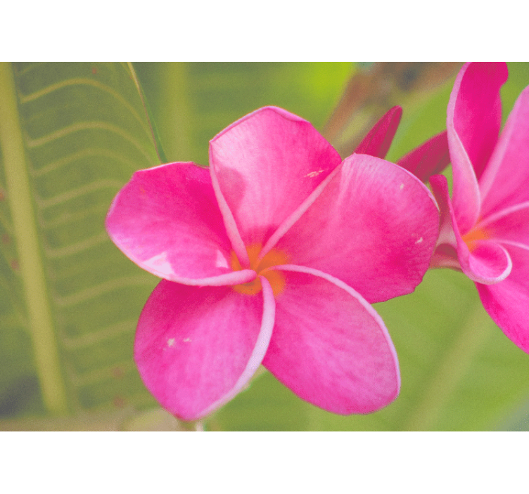 Flower mural pink floral design - TenStickers