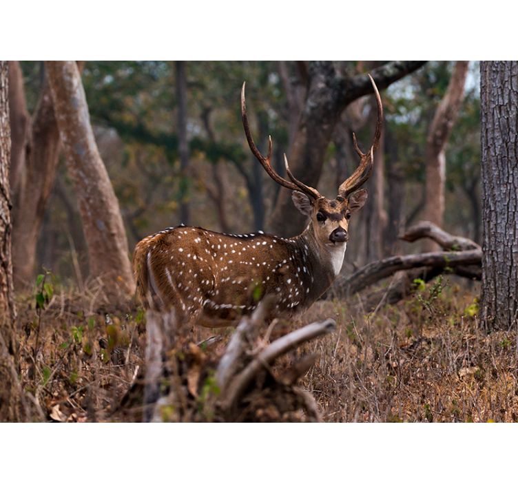 Animal wall mural elegant spotted deer - TenStickers