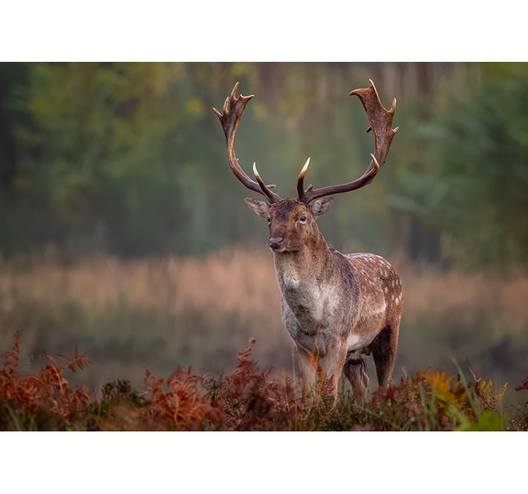 Animal wall mural majestic stag presence - TenStickers
