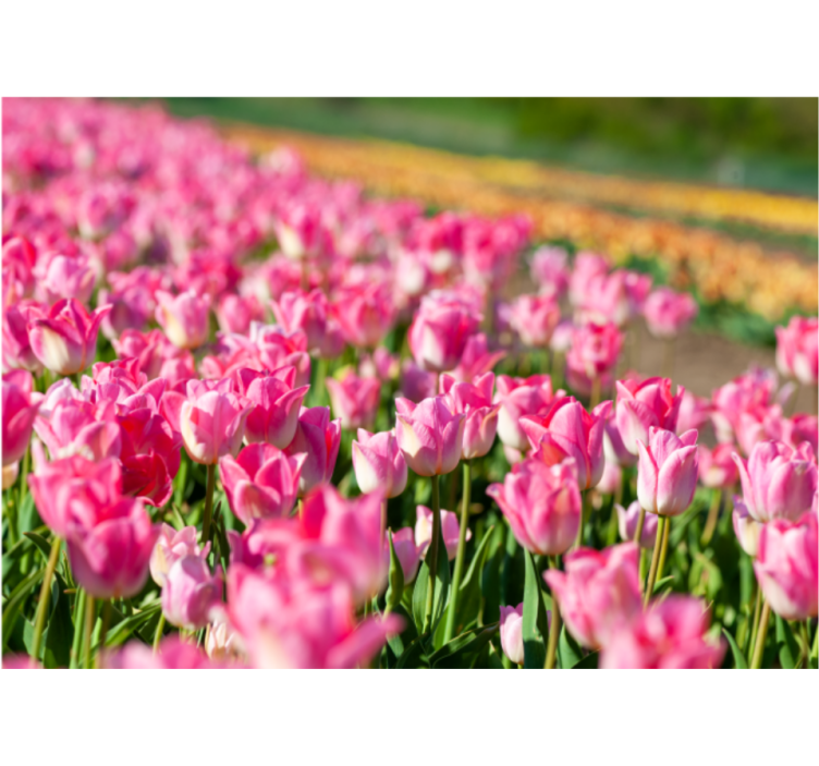 Vibrant blossoming field tulip mural - TenStickers