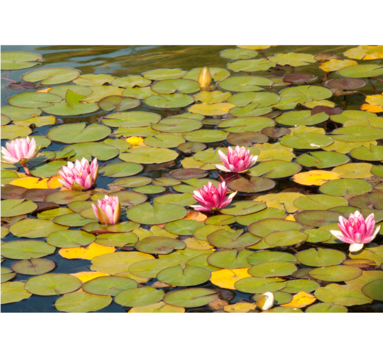 lily pads and pink flowers lily wall mural - TenStickers