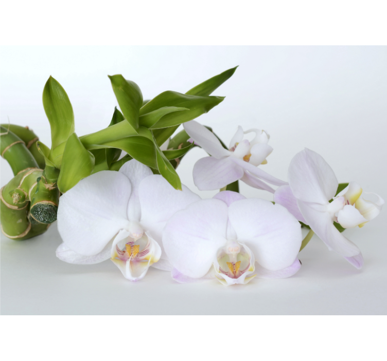 Orchid mural elegant orchid display - TenStickers