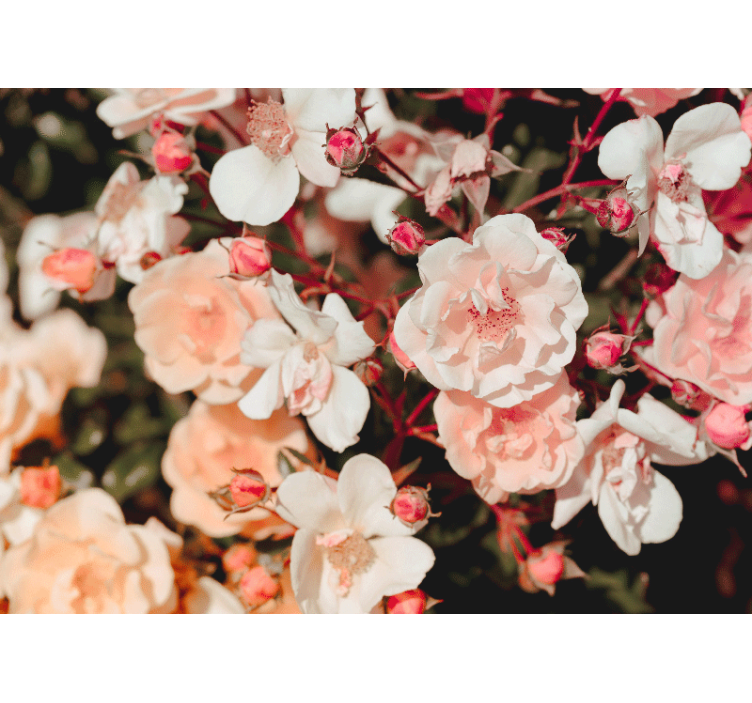 Flower mural blossoming rose petals design - TenStickers