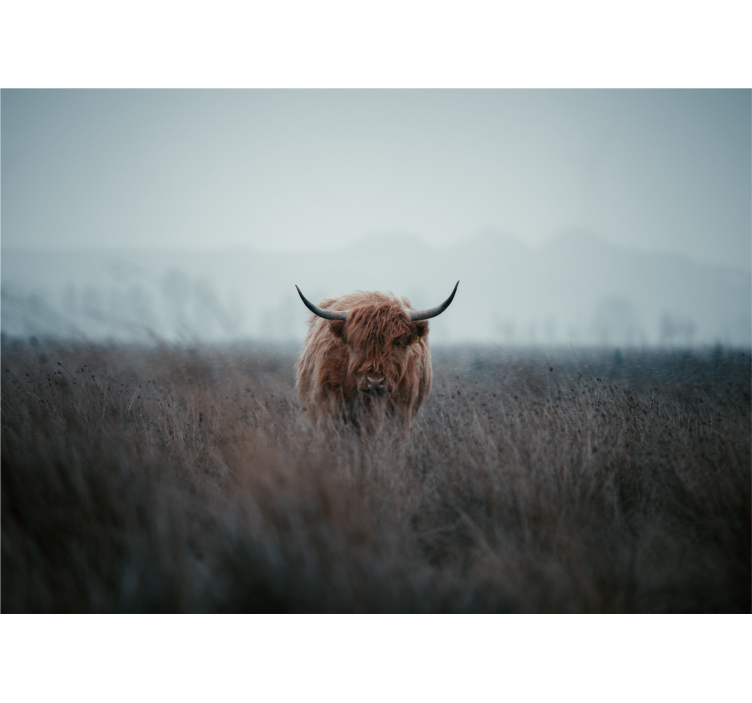 Highland Cow pastures wall mural - TenStickers