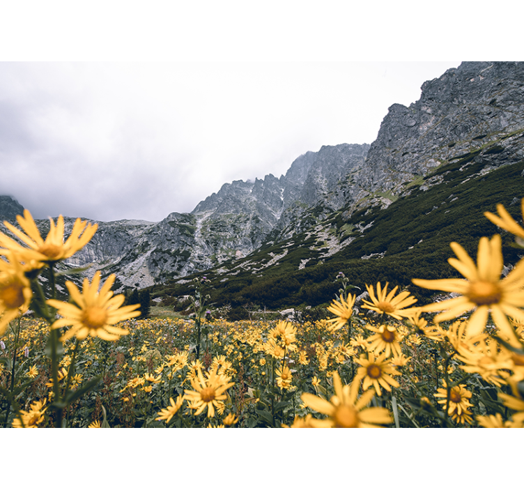 Flower mural yellow flower meadow - TenStickers