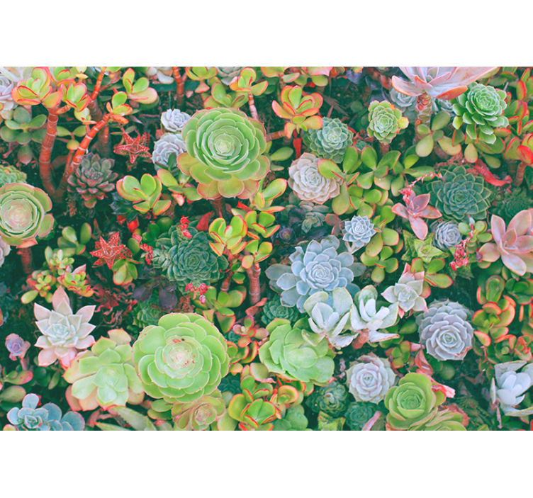 Flower mural succulent garden design - TenStickers