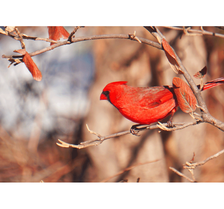 Beautiful red bird in leaves wall mural - TenStickers