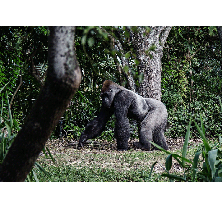 Silver black gorilla beside trees wall mural - TenStickers