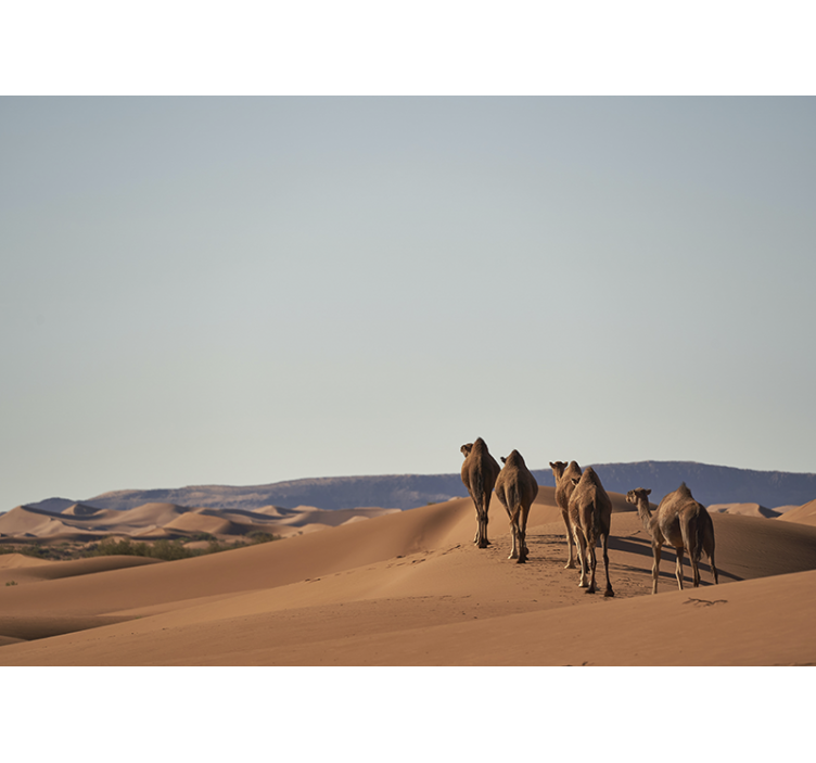 Desert mural desert camels artwork - TenStickers