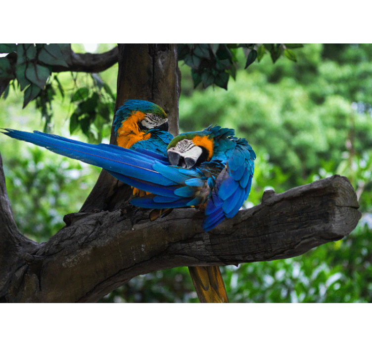 Animal wall mural colorful macaw pair - TenStickers